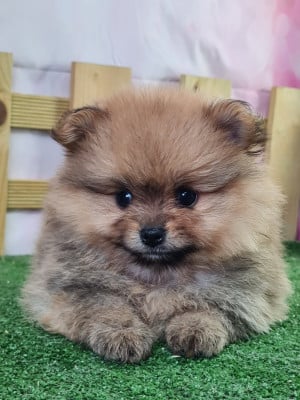 https://chiens-de-france.com/photo/chiens/2026_04/tn200/TN200_202606131041116a2d17a70fad6.jpg