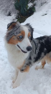 https://chiens-de-france.com/photo/chiens/2026_04/tn200/TN200_202606221623286a39456036090.jpg
