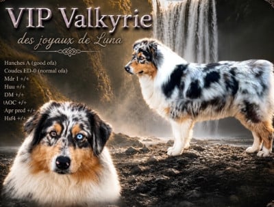 https://chiens-de-france.com/photo/chiens/2026_04/tn200/TN200_202607011735346a4533c62d75d.jpg