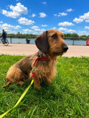 https://chiens-de-france.com/photo/chiens/2026_04/tn200/TN200_202607231151126a61e4107446c.jpg