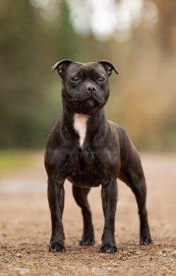 https://chiens-de-france.com/photo/chiens/2026_04/tn200/TN200_202608272309176a90a77dd2388.jpg