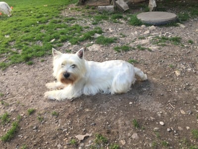 https://chiens-de-france.com/photo/chiens/2026_05/tn200/TN200_2026050118595369f4dc098f0b9.jpg