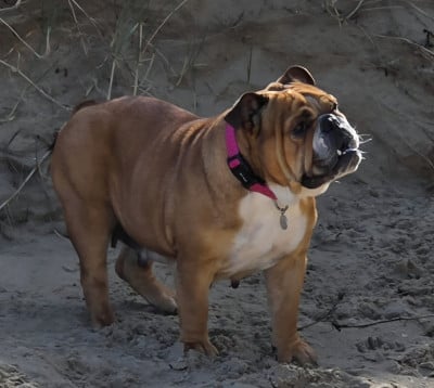 https://chiens-de-france.com/photo/chiens/2026_05/tn200/TN200_2026050120551969f4f71767ecd.jpg