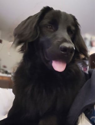 https://chiens-de-france.com/photo/chiens/2026_05/tn200/TN200_2026050213060469f5da9c78798.jpg