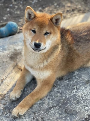 https://chiens-de-france.com/photo/chiens/2026_05/tn200/TN200_2026050217243769f61735146c8.jpg