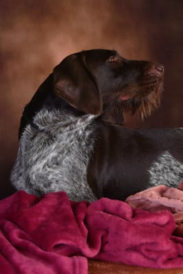 https://chiens-de-france.com/photo/chiens/2026_05/tn200/TN200_2026050220594269f6499e47fe0.jpg
