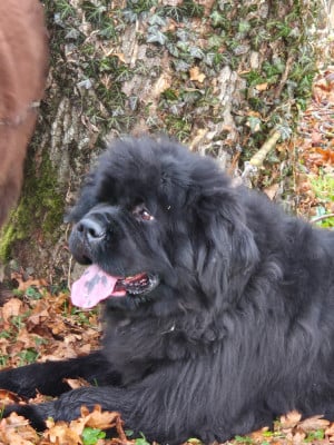 https://chiens-de-france.com/photo/chiens/2026_05/tn200/TN200_2026050312413269f7265c49c14.jpg