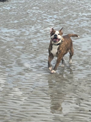 https://chiens-de-france.com/photo/chiens/2026_05/tn200/TN200_2026050316301069f75bf2c2191.jpg