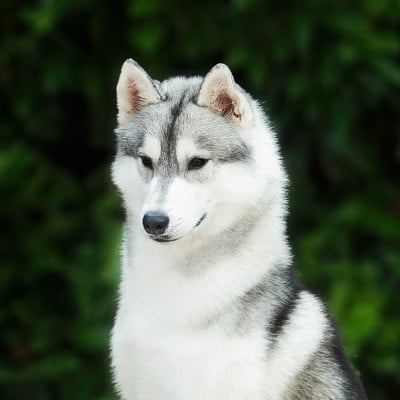 Erendil Scintilla Valhalla Felicio