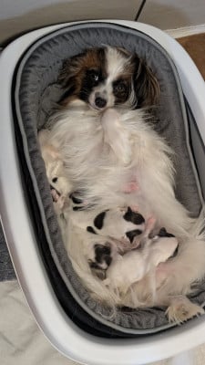 https://chiens-de-france.com/photo/chiens/2026_05/tn200/TN200_2026050409361969f84c73aecc8.jpg