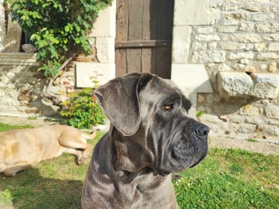 https://chiens-de-france.com/photo/chiens/2026_05/tn200/TN200_2026050509094669f997baf153e.jpg