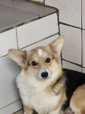 https://chiens-de-france.com/photo/chiens/2026_05/tn200/TN200_2026050510453269f9ae2c75e86.jpg