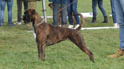 https://chiens-de-france.com/photo/chiens/2026_05/tn200/TN200_2026050522501769fa5809c429c.jpg