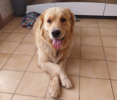 https://chiens-de-france.com/photo/chiens/2026_05/tn200/TN200_2026050523133869fa5d824db4b.jpg