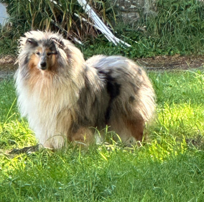https://chiens-de-france.com/photo/chiens/2026_05/tn200/TN200_2026050610042769faf60b908b5.jpg