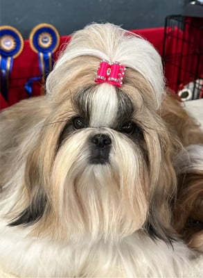 https://chiens-de-france.com/photo/chiens/2026_05/tn200/TN200_2026050614082669fb2f3a94a05.jpg