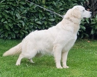 https://chiens-de-france.com/photo/chiens/2026_05/tn200/TN200_2026050616293869fb5052ae2e2.jpg