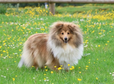 https://chiens-de-france.com/photo/chiens/2026_05/tn200/TN200_2026050616503469fb553a33d25.jpg