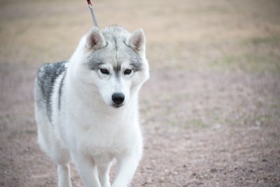 https://chiens-de-france.com/photo/chiens/2026_05/tn200/TN200_2026050618525669fb71e8c704f.jpg