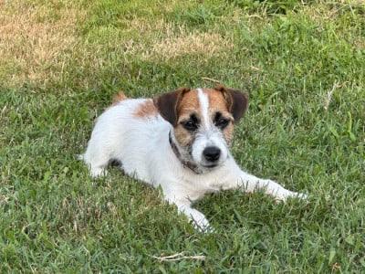 https://chiens-de-france.com/photo/chiens/2026_05/tn200/TN200_2026050700174469fbbe0804060.jpg
