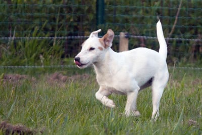 https://chiens-de-france.com/photo/chiens/2026_05/tn200/TN200_2026050711392769fc5dcfcc774.jpg