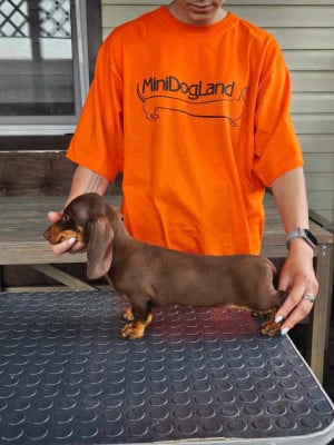 https://chiens-de-france.com/photo/chiens/2026_05/tn200/TN200_2026050711572169fc6201bd40a.jpg
