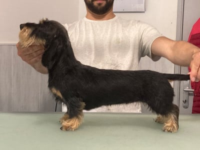 https://chiens-de-france.com/photo/chiens/2026_05/tn200/TN200_2026050712404869fc6c306bf56.jpg