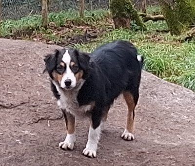 https://chiens-de-france.com/photo/chiens/2026_05/tn200/TN200_2026050716342169fca2ed30806.jpg