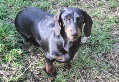 https://chiens-de-france.com/photo/chiens/2026_05/tn200/TN200_2026050717054469fcaa48b07e7.jpg