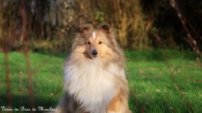 https://chiens-de-france.com/photo/chiens/2026_05/tn200/TN200_2026050808240569fd8185631fb.jpg