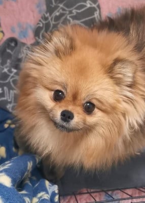 https://chiens-de-france.com/photo/chiens/2026_05/tn200/TN200_2026050809405969fd938b5e73e.jpg