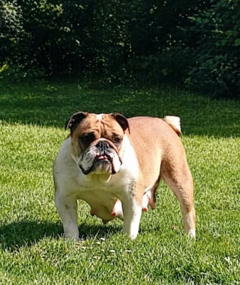 https://chiens-de-france.com/photo/chiens/2026_05/tn200/TN200_2026050911135169fefacfe9bb5.jpg