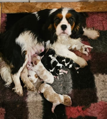 https://chiens-de-france.com/photo/chiens/2026_05/tn200/TN200_2026050917111269ff4e90267a6.jpg