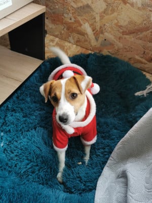 https://chiens-de-france.com/photo/chiens/2026_05/tn200/TN200_2026050917351969ff543706215.jpg