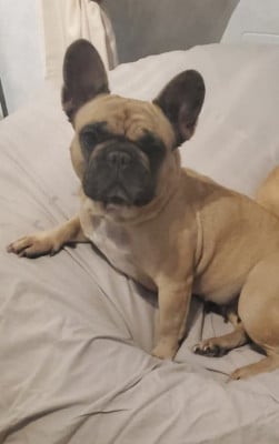 https://chiens-de-france.com/photo/chiens/2026_05/tn200/TN200_2026050920352569ff7e6d2b39e.jpg