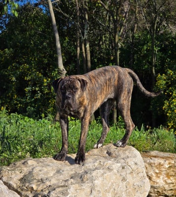 https://chiens-de-france.com/photo/chiens/2026_05/tn200/TN200_202605101135276a00515f87807.jpg