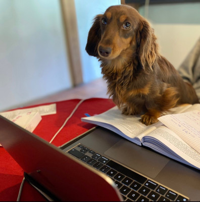 https://chiens-de-france.com/photo/chiens/2026_05/tn200/TN200_202605101526016a00876930a2e.jpg