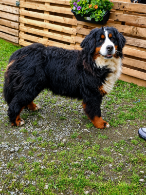 https://chiens-de-france.com/photo/chiens/2026_05/tn200/TN200_202605101758136a00ab15b8b6e.png
