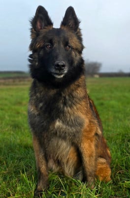 https://chiens-de-france.com/photo/chiens/2026_05/tn200/TN200_202605101928066a00c026684f4.jpg