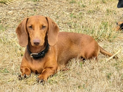 https://chiens-de-france.com/photo/chiens/2026_05/tn200/TN200_202605101943556a00c3dbd0ff7.jpg
