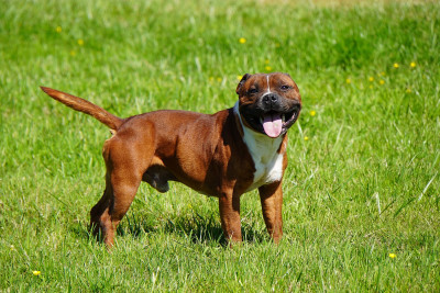 U'THALES Forgiveness American Dog