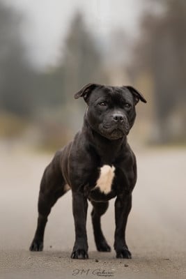 https://chiens-de-france.com/photo/chiens/2026_05/tn200/TN200_202605111514356a01d63baa1f0.jpg
