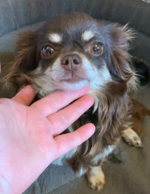 https://chiens-de-france.com/photo/chiens/2026_05/tn200/TN200_202605111908496a020d215816c.jpg
