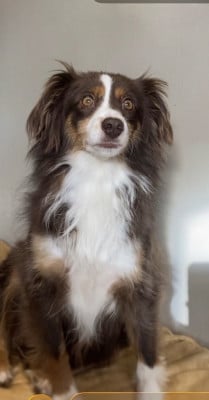https://chiens-de-france.com/photo/chiens/2026_05/tn200/TN200_202605120808266a02c3da5f06f.jpg