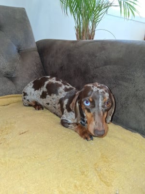 https://chiens-de-france.com/photo/chiens/2026_05/tn200/TN200_202605121022476a02e3576f2af.jpg