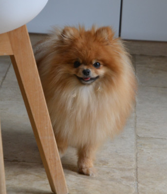 https://chiens-de-france.com/photo/chiens/2026_05/tn200/TN200_202605121111106a02eeae680fe.jpg