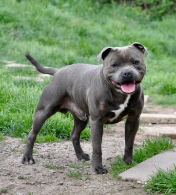 Bluedogcity Tarzan
