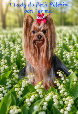 https://chiens-de-france.com/photo/chiens/2026_05/tn200/TN200_202605121850136a035a45da21e.png