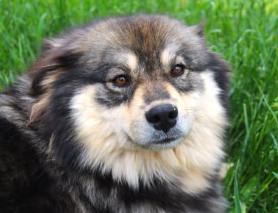 https://chiens-de-france.com/photo/chiens/2026_05/tn200/TN200_202605131449476a04736b6b74c.jpg