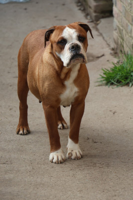 https://chiens-de-france.com/photo/chiens/2026_05/tn200/TN200_202605131951596a04ba3fbcdec.jpg